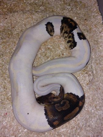 Image 2 of Complete one ofkind paradox ball python