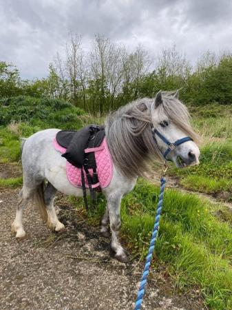 Image 17 of 5*Home Found Other Rescue Ponies Available 4 Full Re-Homing.