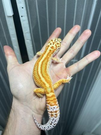 Image 4 of Mix of high end leopard geckos and breeding surplus