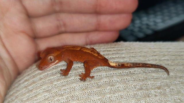 Image 19 of baby crested Geckos for sale..