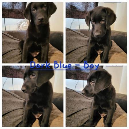 Image 4 of F2 Borador Puppies - Worcester. Available now