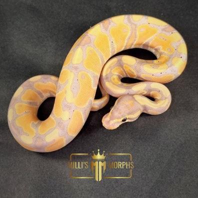 Preview of the first image of Banana Orange Dream 100% Het Clown.