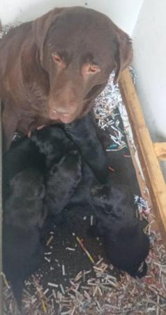 Image 9 of Delightful Black Labrador Puppies for Sale