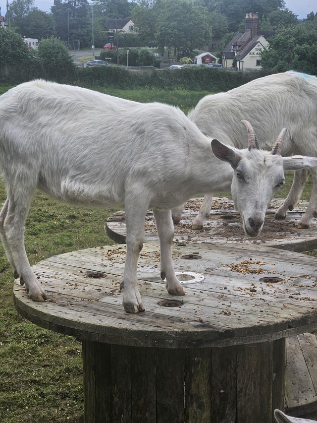 Preview of the first image of 2yr Old extremely loving friendly goats.