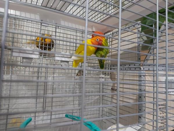 Image 3 of Young Love Birds for sale Sold as a pair+Male and Female