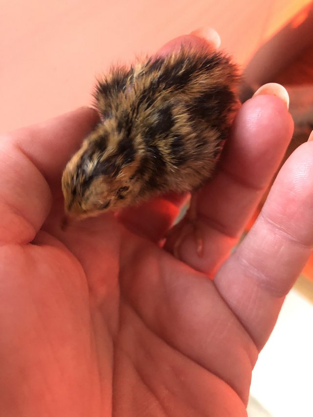 Preview of the first image of Quail Chicks born May 5th Unsexed.