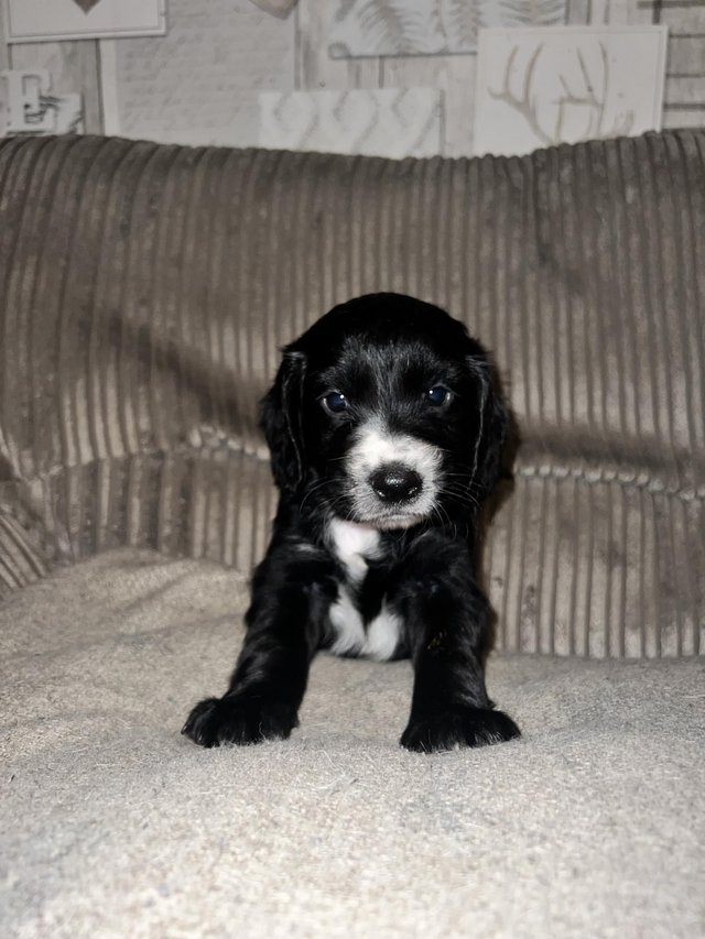 Preview of the first image of Stunning kc reg cocker spaniel pup READY NOW..