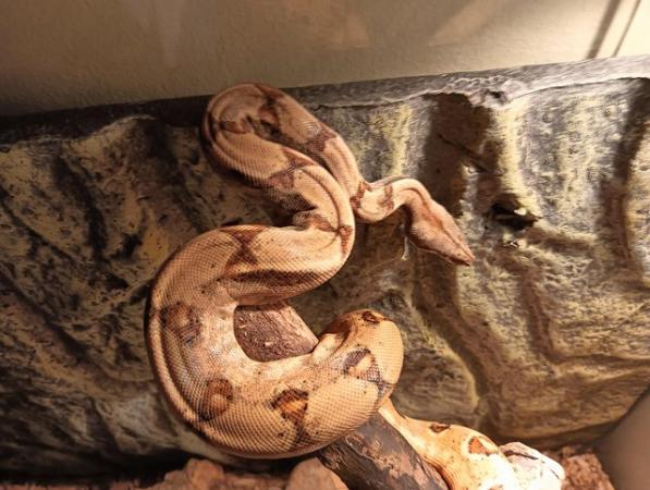 Image 2 of 11 month old hypo boa for sale