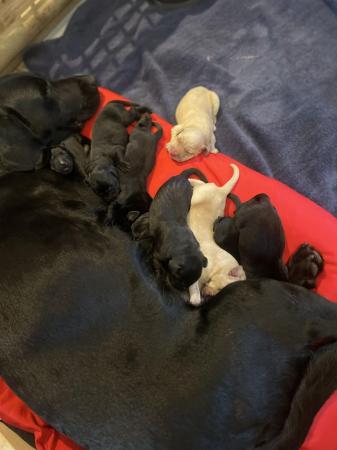 Image 3 of Beautiful Labrador puppies