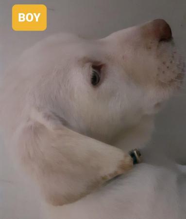 Image 11 of Labrador Puppy - Sparkling eyes!