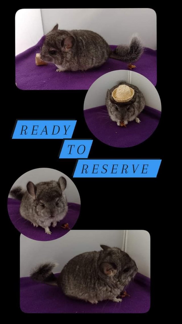 Preview of the first image of Male Baby Royal Persian Angora (RPA) Chinchilla.