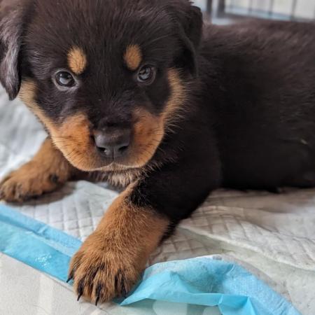 Image 3 of Chunky Rottweiler puppies