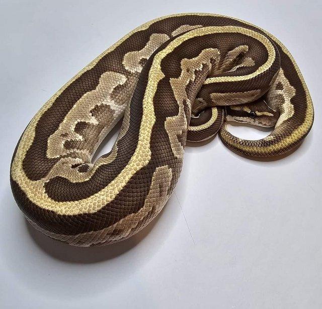 Preview of the first image of fire leopard mojave ph hypo ball python / royal python snake.