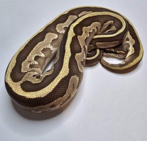 Image 1 of ball python pair read advert only the male left