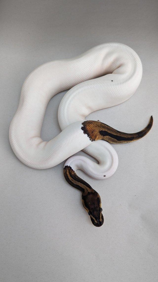 Preview of the first image of Cb22 leopard blackpastel pied royal python.