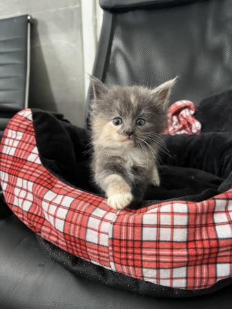 Image 5 of Maincoon x Turkish angora kittens for sale