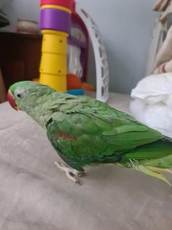 Image 4 of Young alexandrine parrot