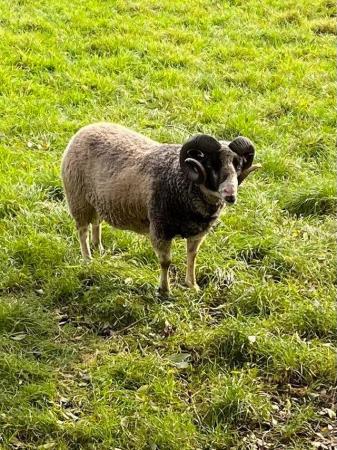 Image 2 of Pedigree registered Shetland Ram