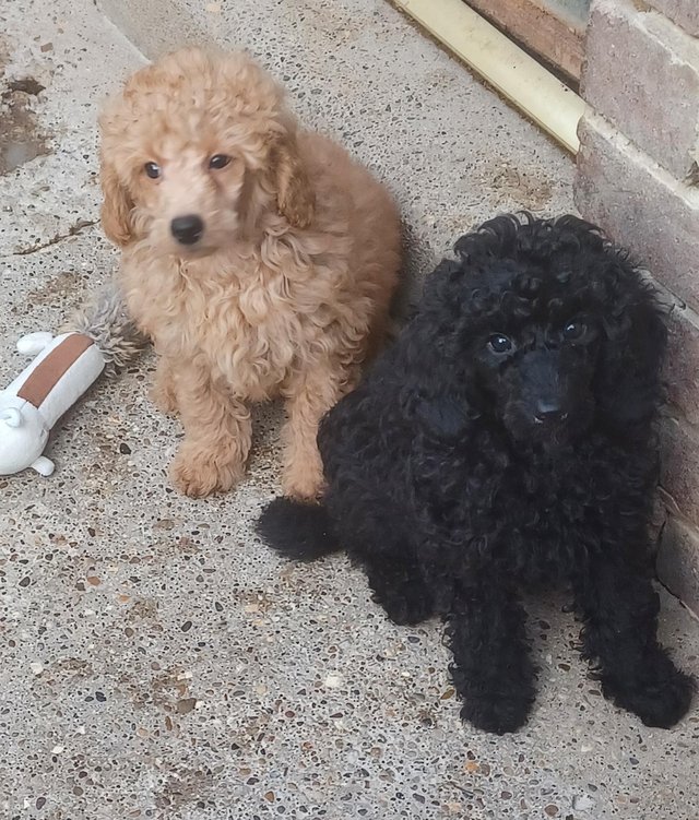 Preview of the first image of Miniature poodles ready to go microchip and vet checked.