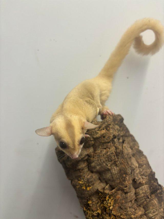 Preview of the first image of Creamino sugar gliders available.