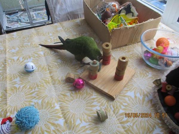 Image 11 of 2 x Austel conures. very tame