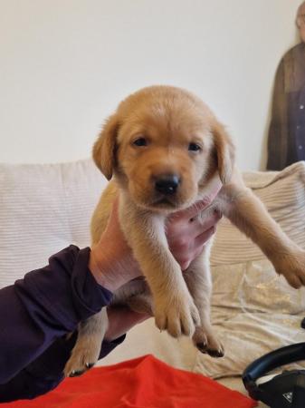 Image 8 of KC registered Fox Red Labrador puppies