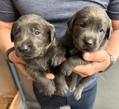 Image 19 of Stunning - Silver & Charcoal Labrador Pups
