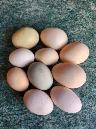 Image 1 of Fertile chicken and duck eggs