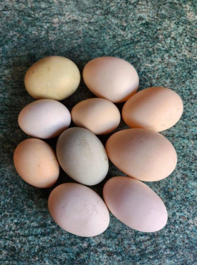 Preview of the first image of Fertile chicken and duck eggs.