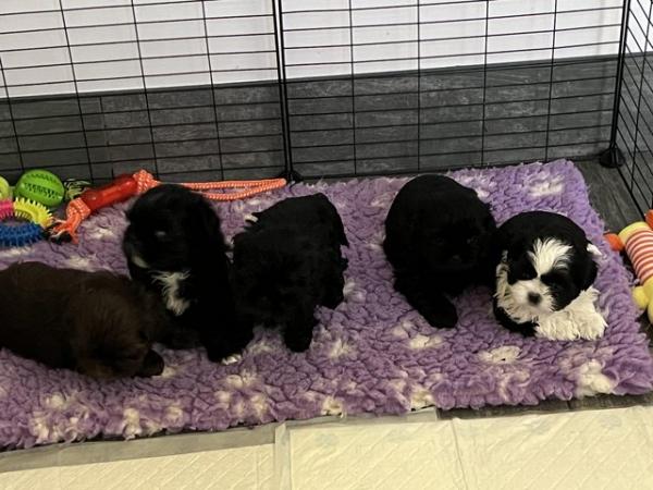 Image 14 of Shih Tzu Puppies For Sale (1 Boy)