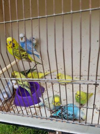 Image 4 of Budgies last years birds male and female available