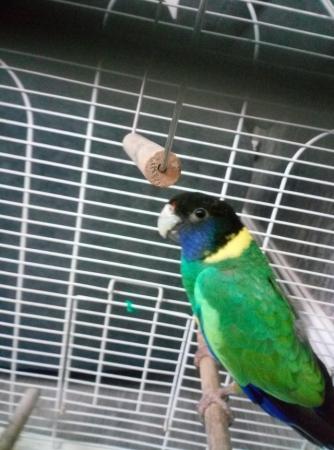 Image 3 of australian ringneck parrot for sale