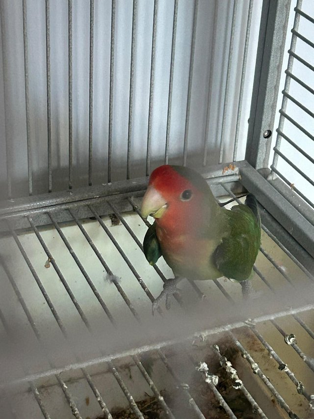 Love birds one male one female in cage — photo 4 of 4