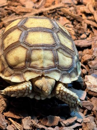 Image 4 of Sulcata Tortoise Het Ivory