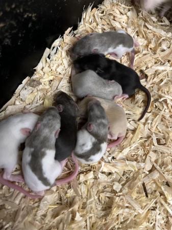Image 2 of Rodents rats ASF mice hamsters