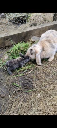 Image 2 of Mini lop baby bunnies for sale