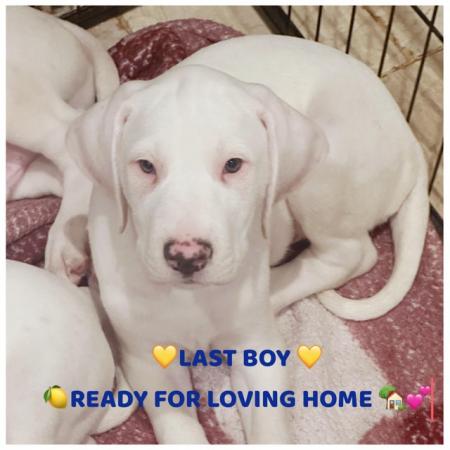 Image 1 of LEMON SPOTTED DALMATIAN BOY PUPS! READY NOW !