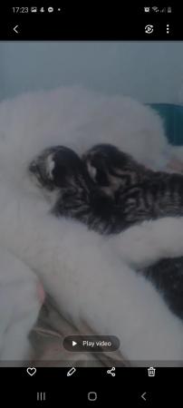 Image 4 of Kittens available to leave in 25th May