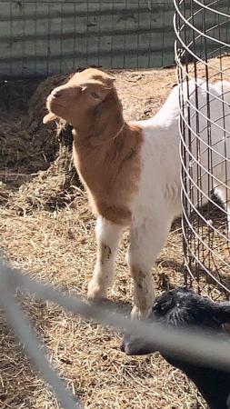 Image 1 of little Jacob for sale gonna be a large goat
