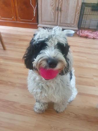 Image 1 of 1 Year Old Male Cockapoo Dog in Need of Good Home