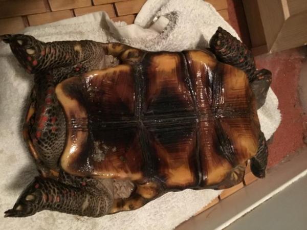 Image 6 of 2 male redfoot tortoises for sale