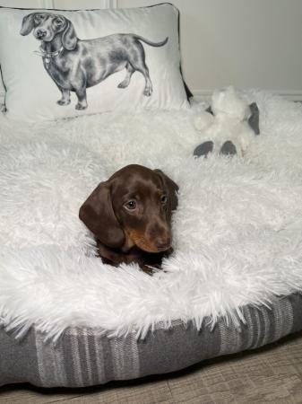Image 6 of KC registered Miniature Dachshund Puppies ready now