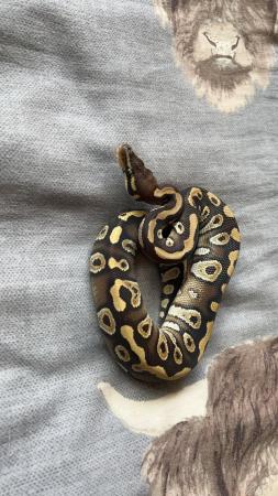 Image 2 of Baby Royal Pythons available