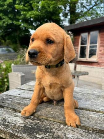 Image 7 of Fox red/dark yellow Labrador puppies for sale