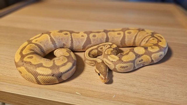 Image 2 of Banana Pastel Het Albino Pos Het Pied Adult Male Ball Python