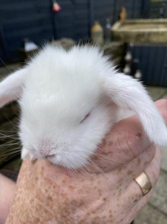 Image 1 of Stunning Giant French Lop ready in 2 weeks!!