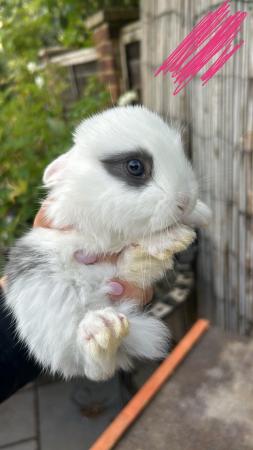 Image 2 of 4 left Giant French Lop x Lion Heads