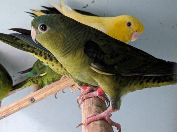 Image 2 of Male / female lineolated parakeets,