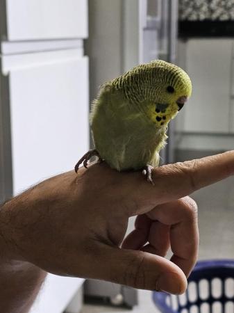 Image 10 of budgies for sale, breeding couples, babies