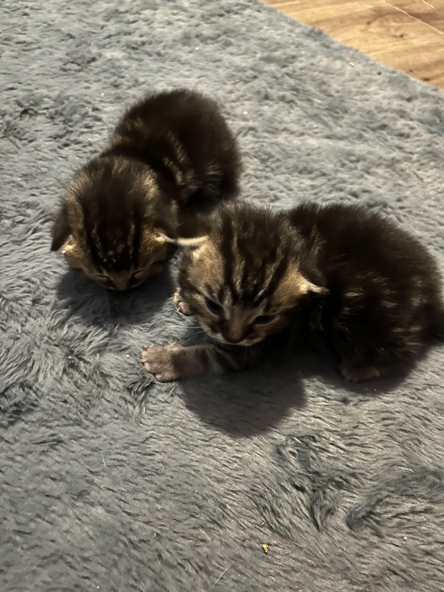 2 Tabby Male kittens for sale — Pets & Animals in Witham
